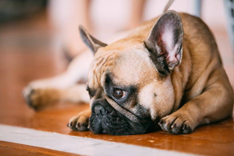 Sad Lovely Dog French Bulldog sitting on floor indoor