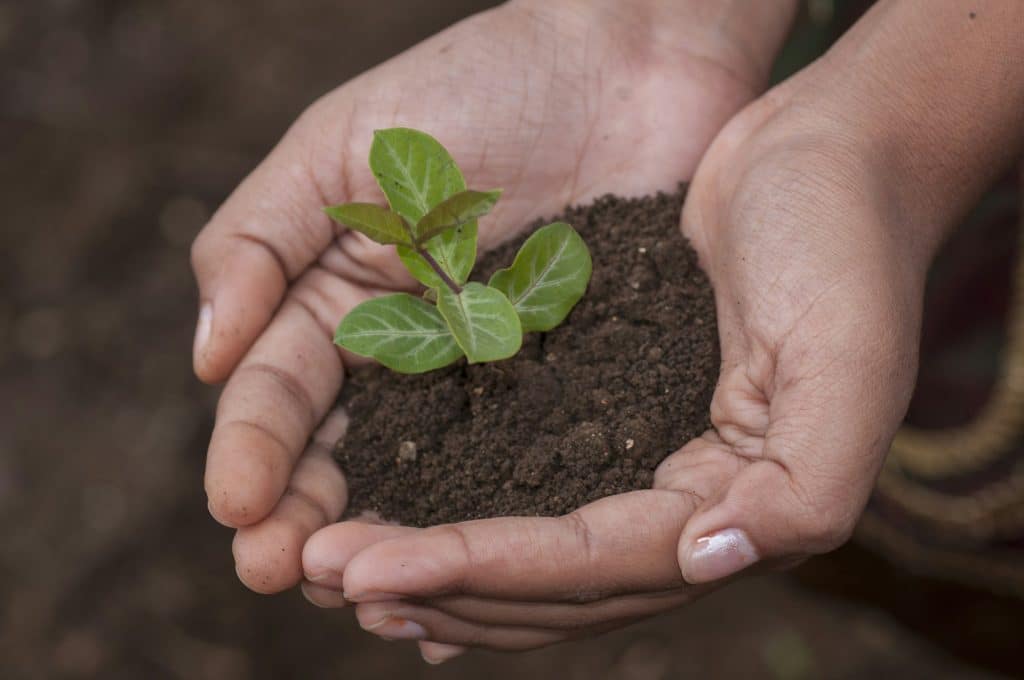 Hands planting organic plant seedling ground